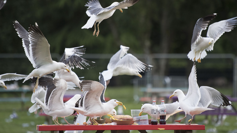 Seagulls eating trash in a yard