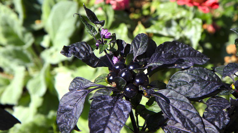 a 'Black Pearl' Ornamental Pepper Plant