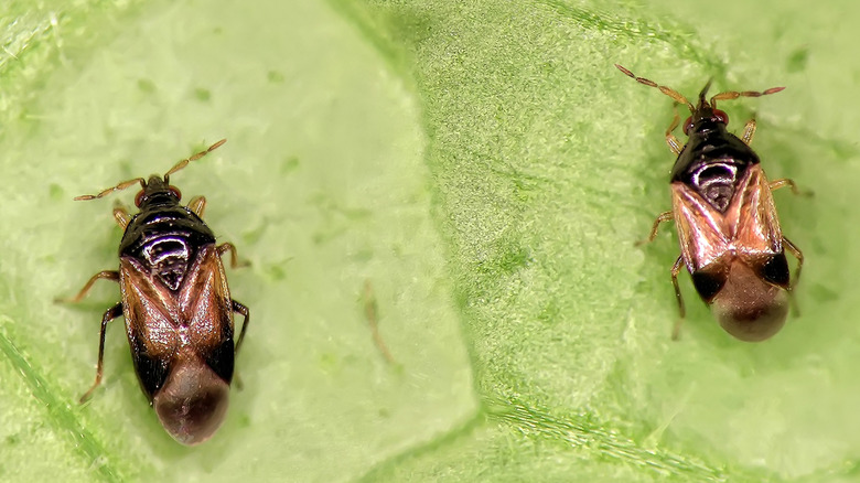 Predatory minute pirate bugs on a green leaf