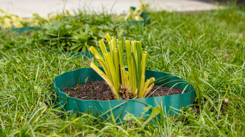 A hosta plant in the ground that has been pruned back for winter with only the stems left