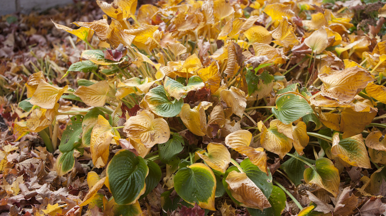 A large hosta plant with brown and yellow leaves surrounded by fallen tree leaves