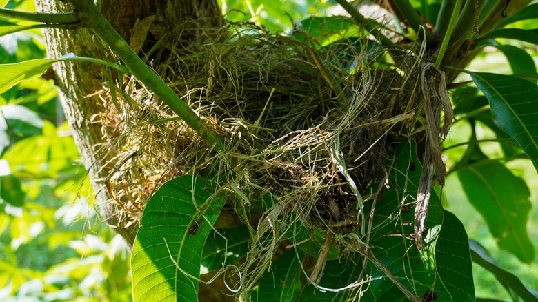 empty nest in tree