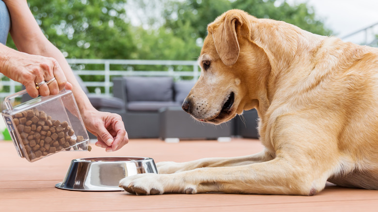 woman feeding dog on patio
