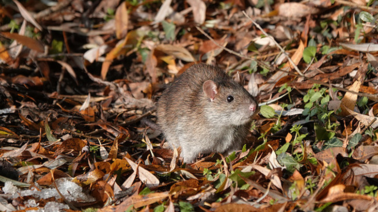 Rat foraging in fallen leaves.