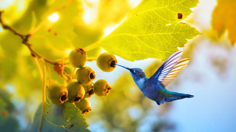 Blue hummingbird drinking nectar