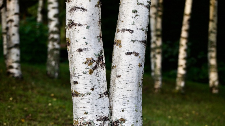 White birch tree trunks