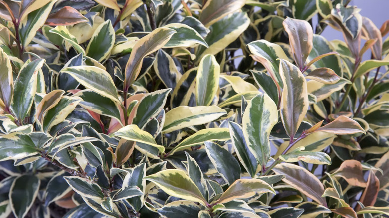 Cleyera japonica 'Variegata' growing in garden