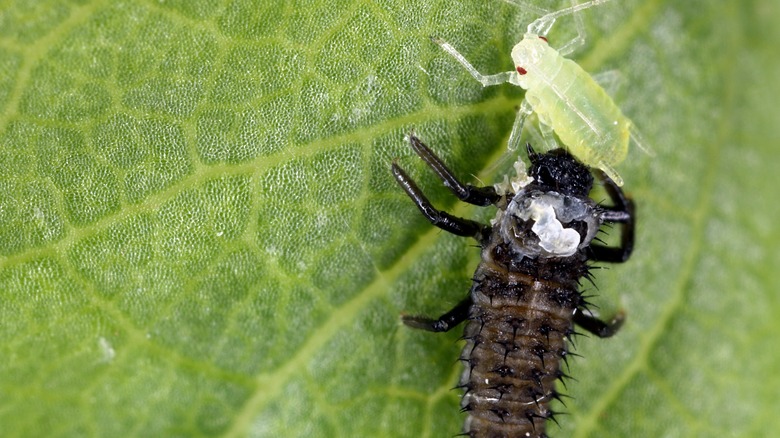 ladybug larvae eating an aphid