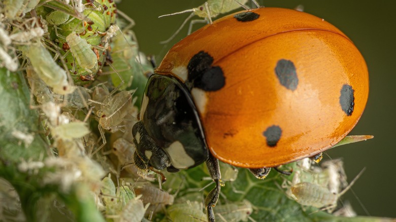ladybug eating aphids