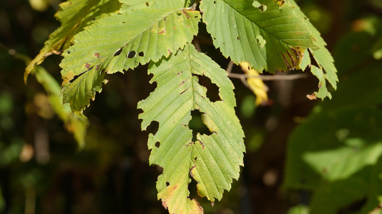 An elm tree's leaves with holes that show they've been munched on by caterpillars.
