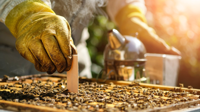 A beekeeper putting a varroa mite treatment into a hive