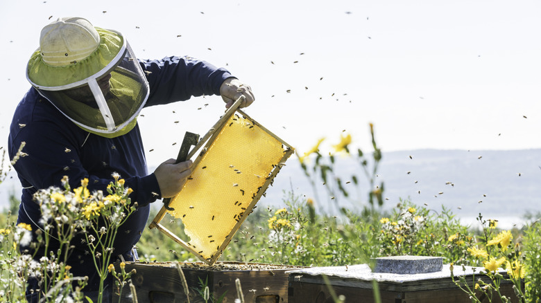 A beekeeper inspecting a hive on a sunny day