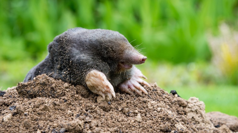 mole popping out of ground