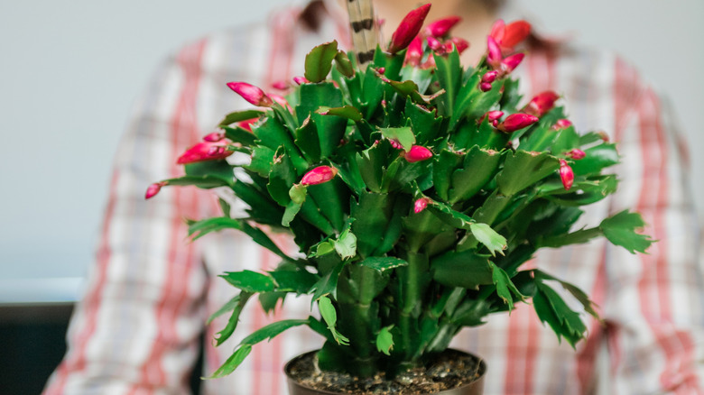 woman holding a Christmas cactus
