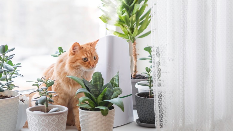 Orange cat sitting near houseplants