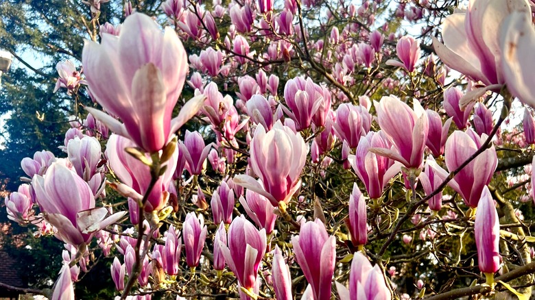 close up of saucer magnolia