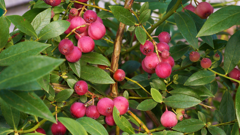 Deep pink berries of the pink lemonade blueberry bush