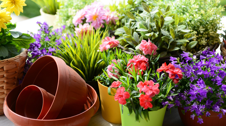 A variety of flowers and grasses in containers next to a few empty pots