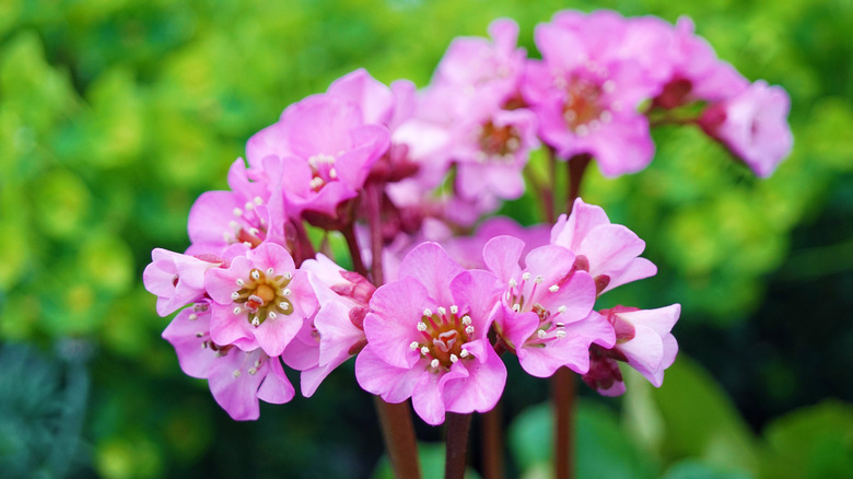 Pink pigsqueak (Bergenia crassifolia) in bloom