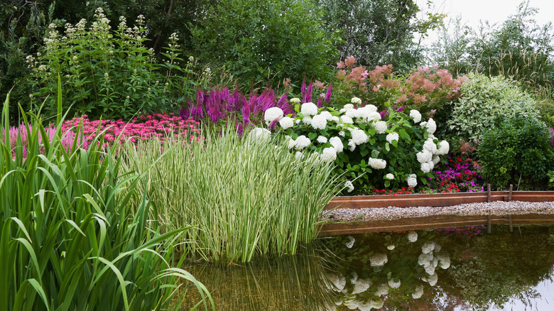 water garden with plants