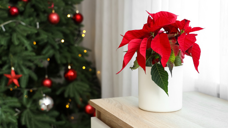 Poinsettia on a table next to a Christmas tree near a window