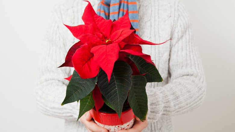 Person carrying a potted poinsettia in a festive pot