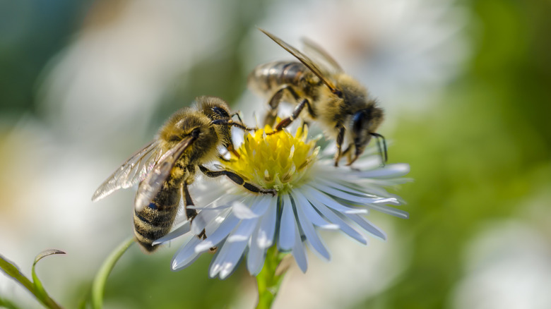 A closeup of two bees on a flower