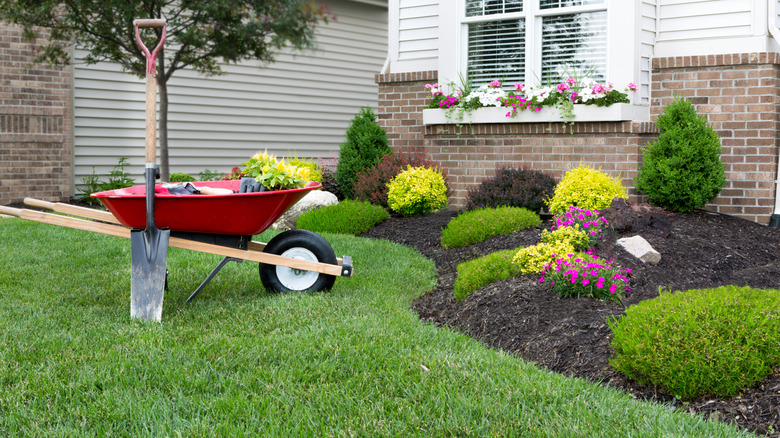 A wheelbarrow beside a garden bed in front of a house