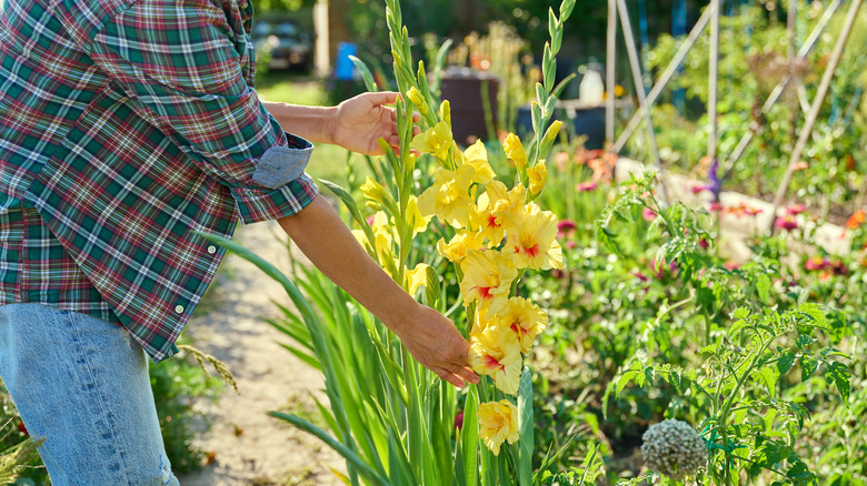 Woman looking at yellow flowers in landscape garden