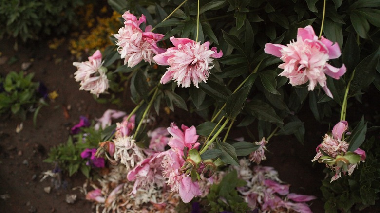 Unhealthy peony plant in flower garden