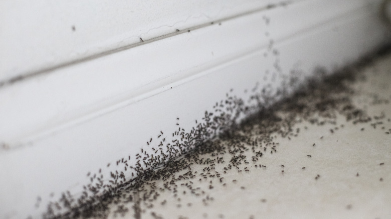Ants crawling on house foundation 