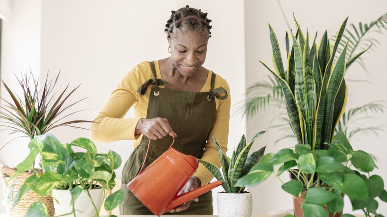 Woman watering houseplants with orange watering can