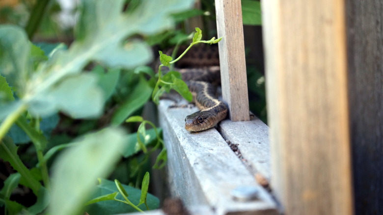 snake slithering on wood fence