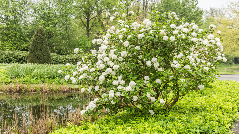 Viburnum bush