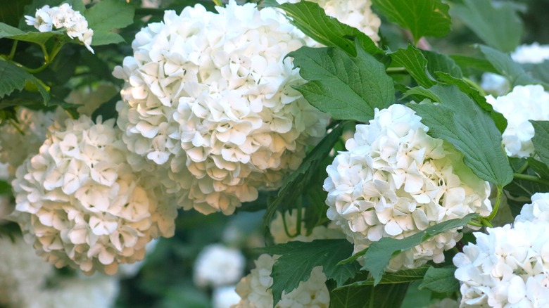 White viburnum flowers