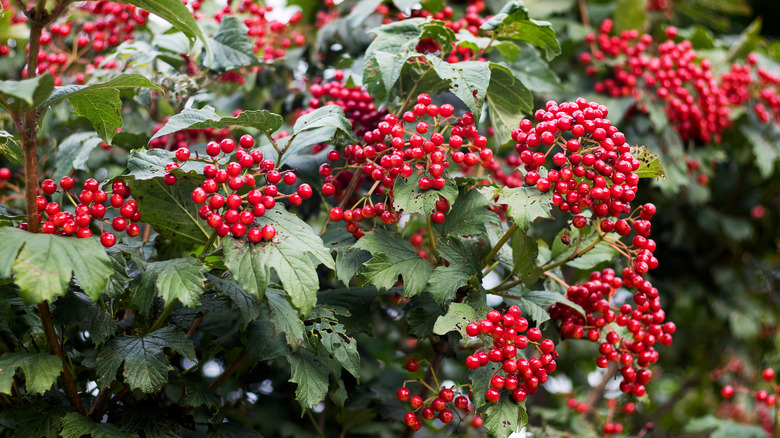 Red berries on viburnum bush