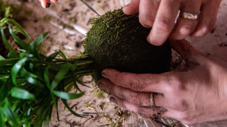 hands assembling kokedama