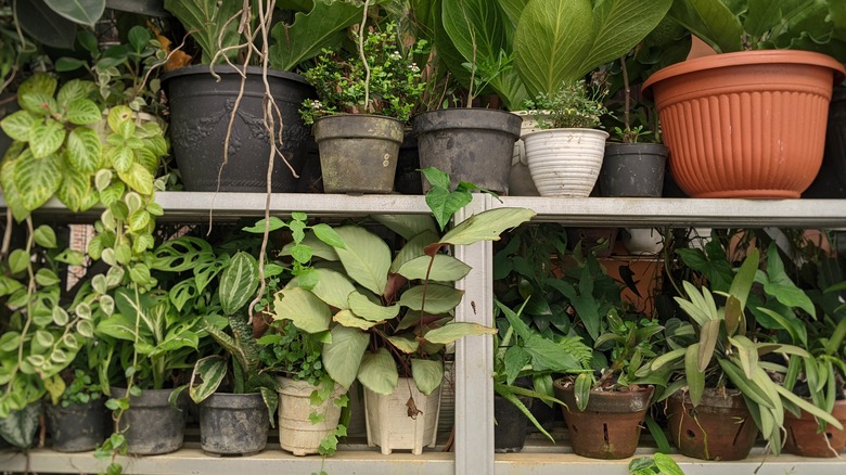Different kinds of houseplants on large shelving unit