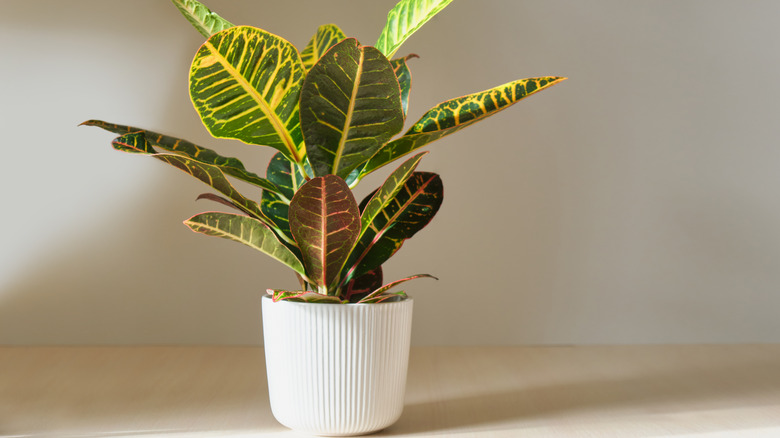 Croton plant in a white pot