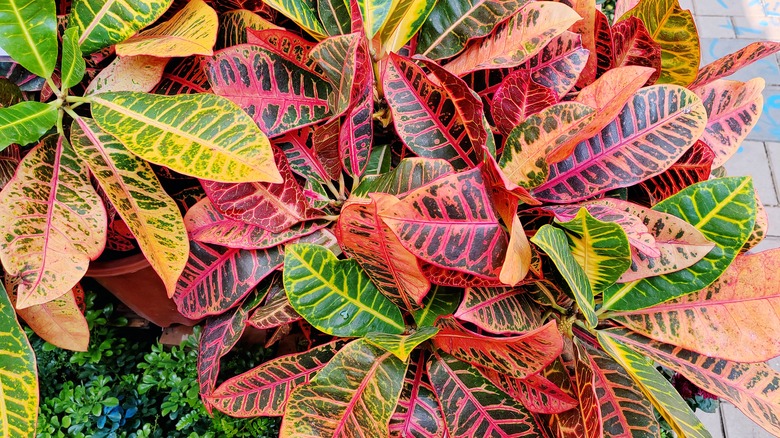 Colorful croton plant leaves