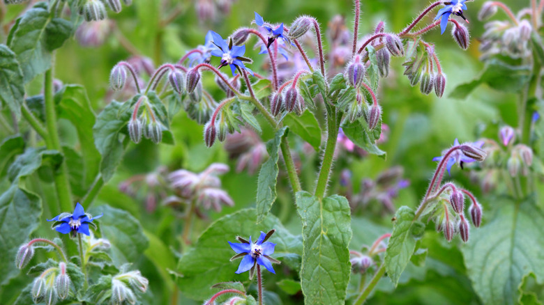 Borage plants are growing and blooming in the garden