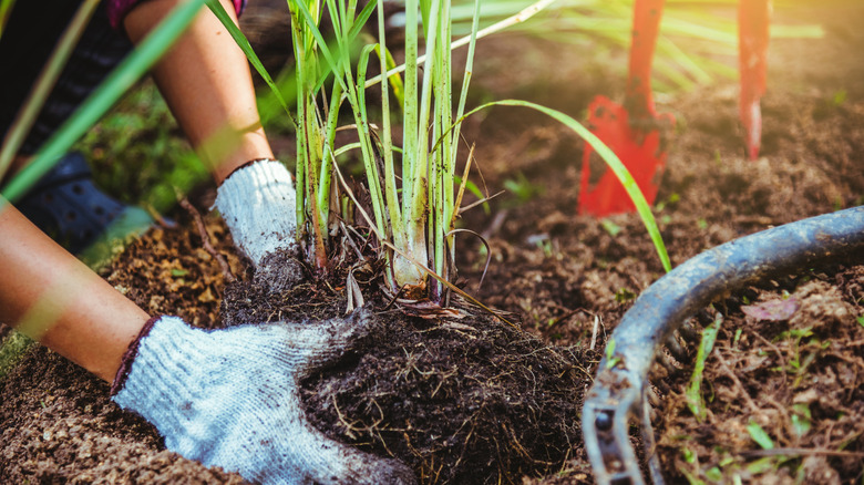 Lemongrass being planted in garden