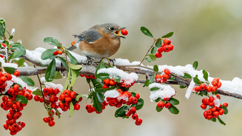 Small brown and gray bird sitting on holly branch with red berry in its mouth.