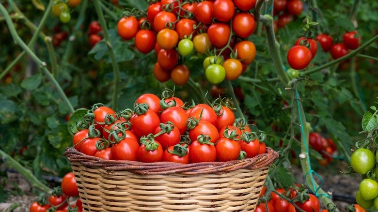 tomatoes in basket and on vine