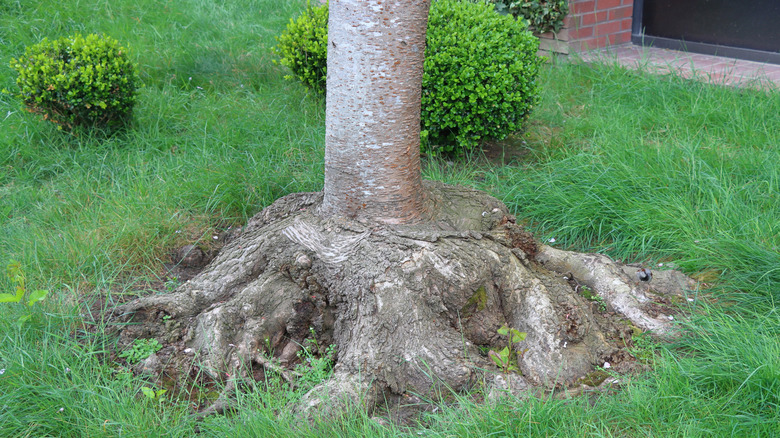 The distinctive root flare of a tree