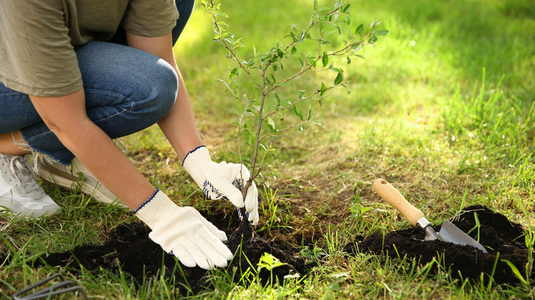 Woman planting tree in yard