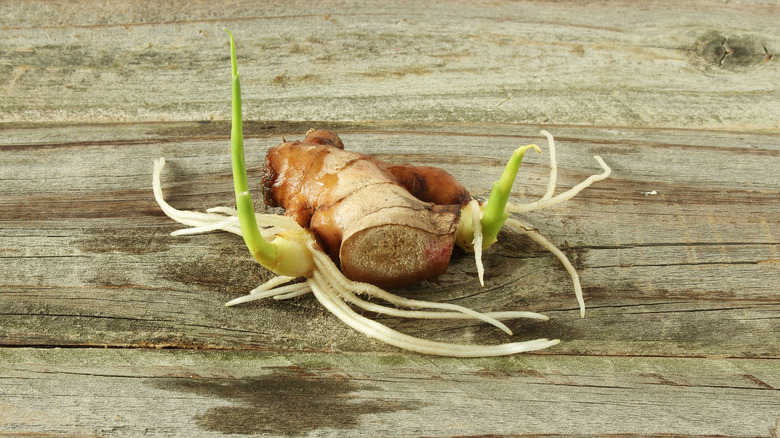 A ginger rhizome lying on a wooden table with shoots and roots growing