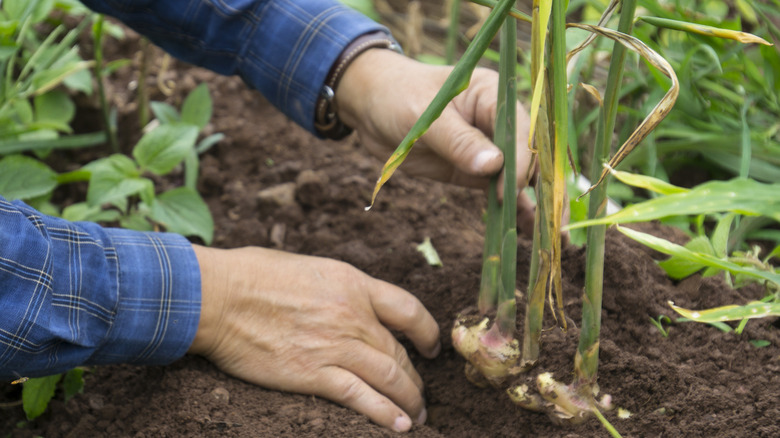 A person harvesting ginger from the garden