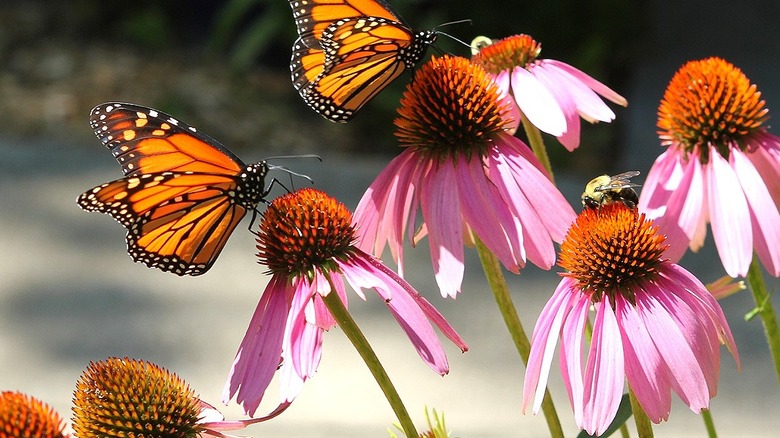 Monarch butterflies and a bee on coneflowers with blurred background