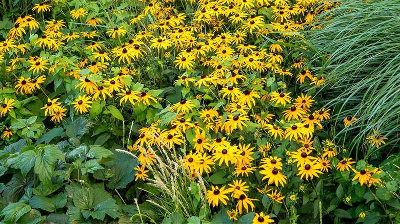 A mass planting of yellow coneflower is surrounded by clumps of ornamental grasses